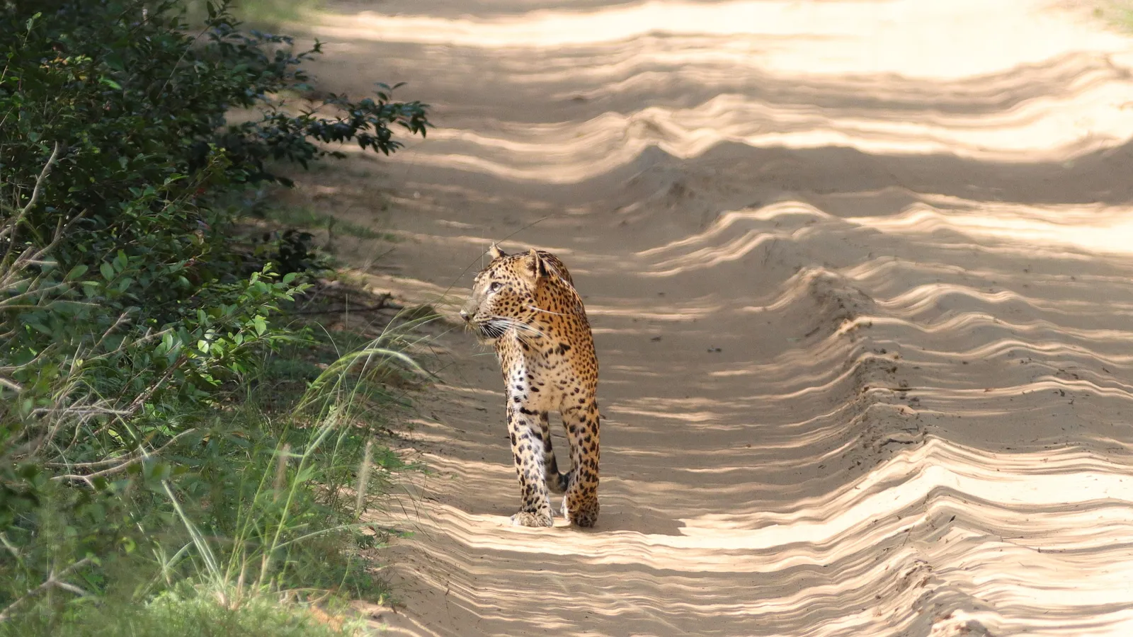 A young leopard walking along a sunlit sandy track with ridged sand and green scrub at the edge