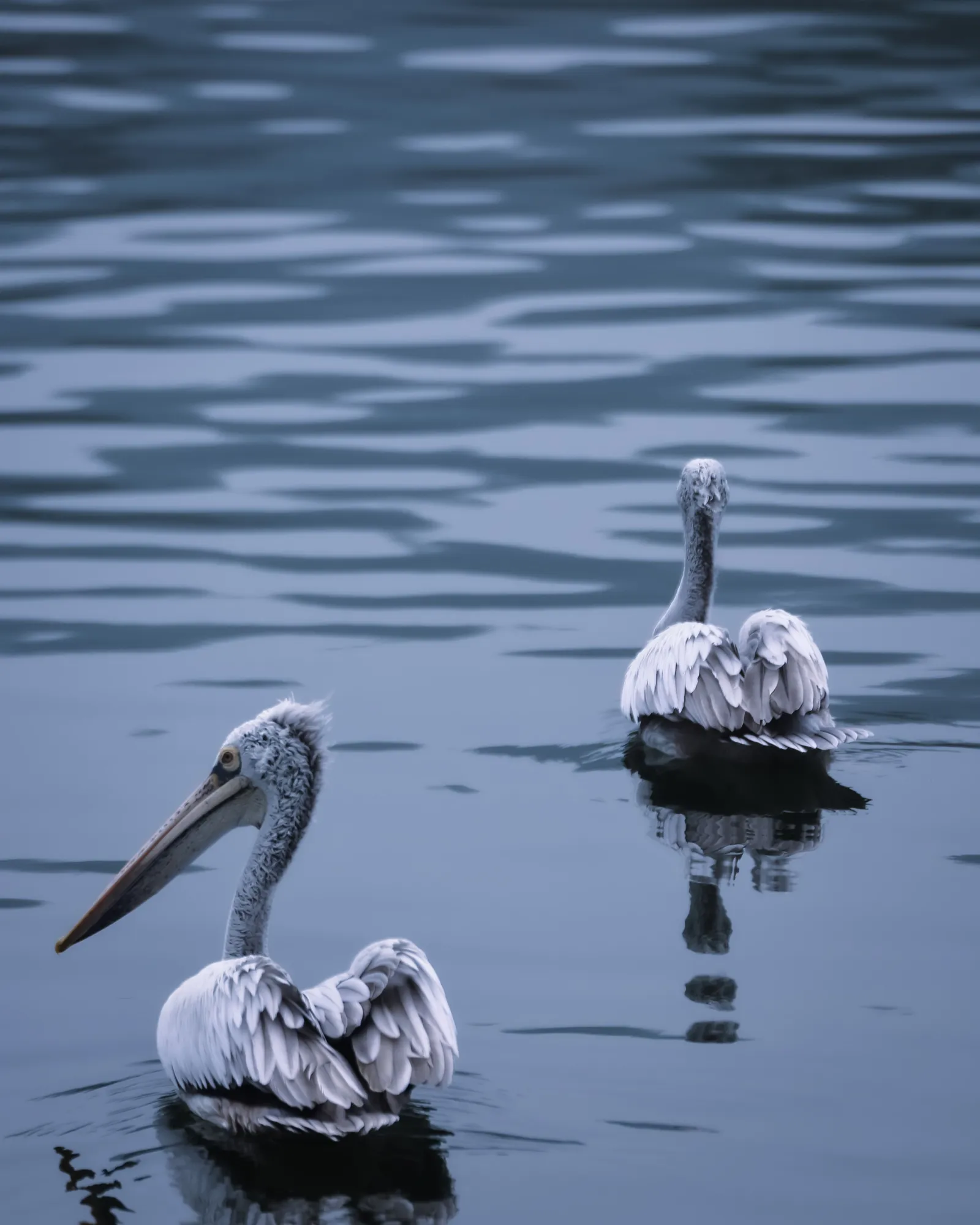 Two pelicans drifting on calm grey-blue water