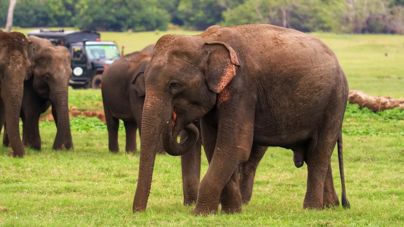 Elephants grazing on open green grassland, with a single safari jeep waiting far behind them near the tree line