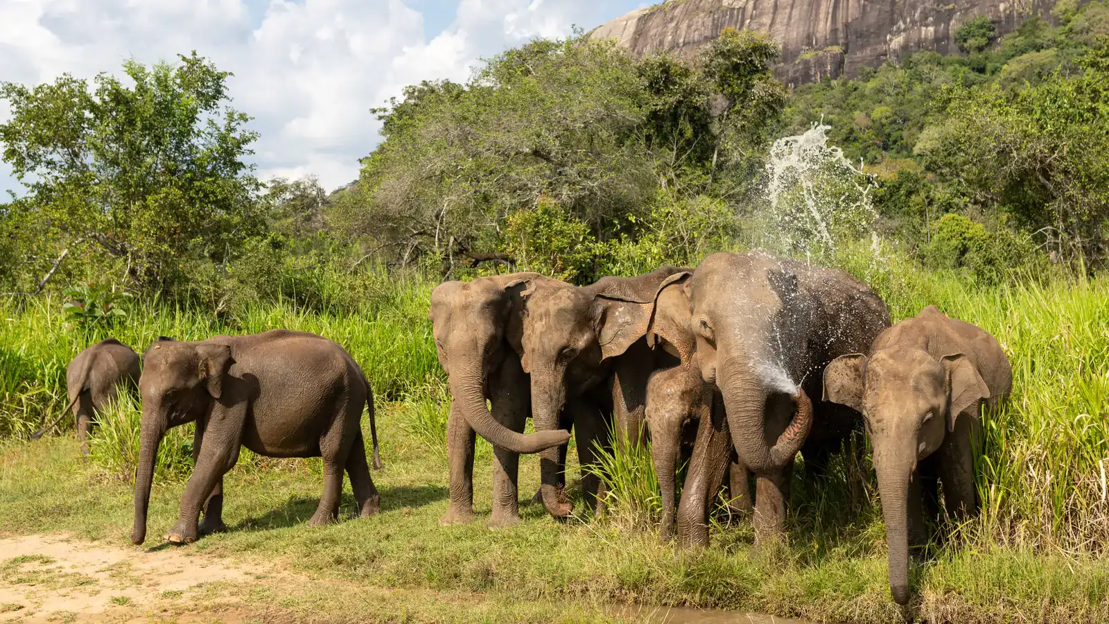 A herd of elephants, one spraying water, at a muddy pool's edge in tall grass with a rocky hill behind
