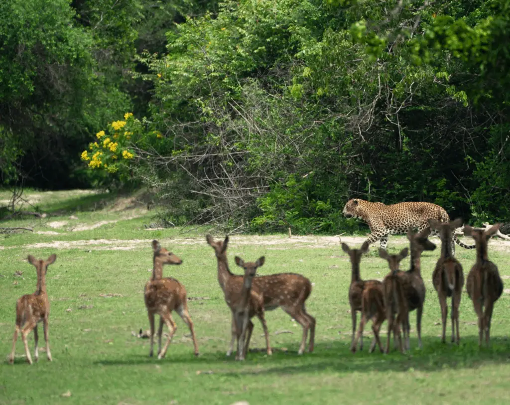 Kumana National Park