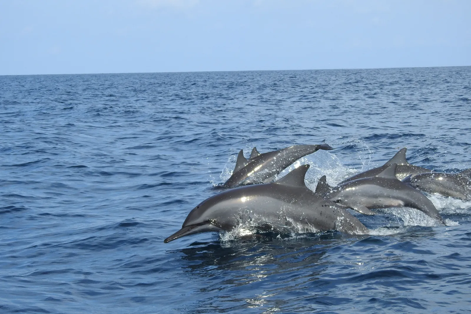 Several dolphins breaking the surface together in open blue sea