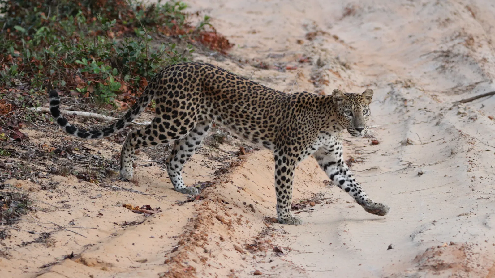 A leopard walking across pale sandy ground beside low dry scrub
