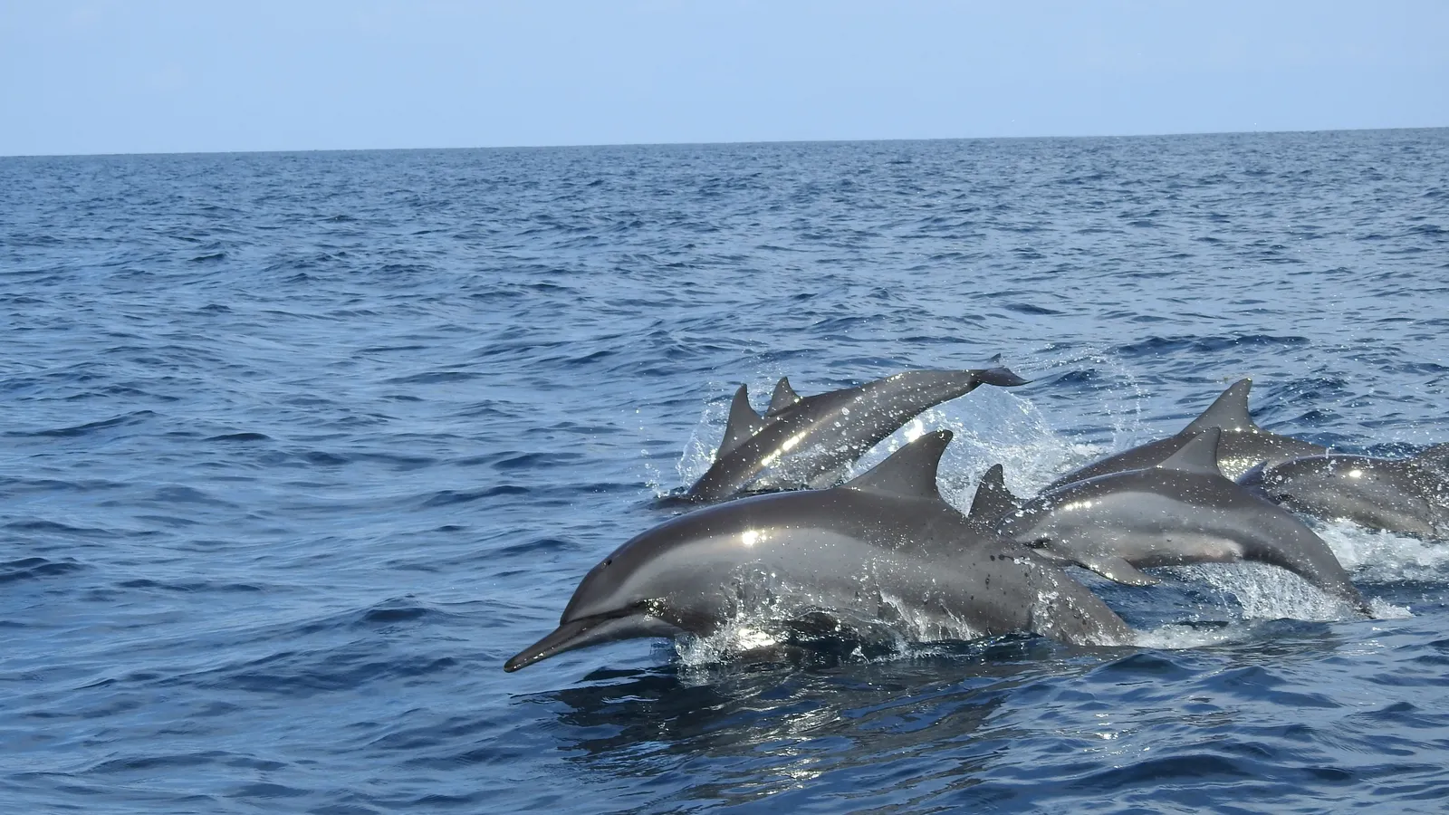 A pod of dolphins breaking the surface together in open blue sea under a pale sky