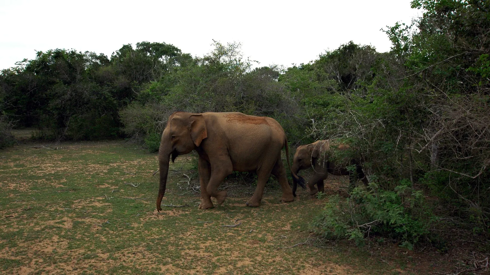 Two elephants, an adult and a younger one, walking across open grassland at the edge of dry forest